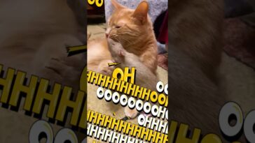 1741496163 maxresdefault