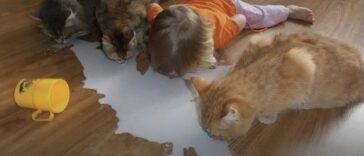 Just pure innocence