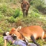 His cow wife saw everything