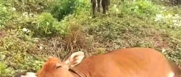 His cow wife saw everything