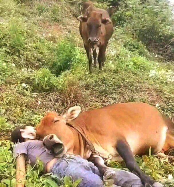 His cow wife saw everything