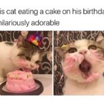 adorable cat