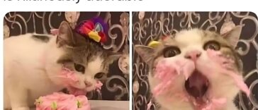 adorable cat
