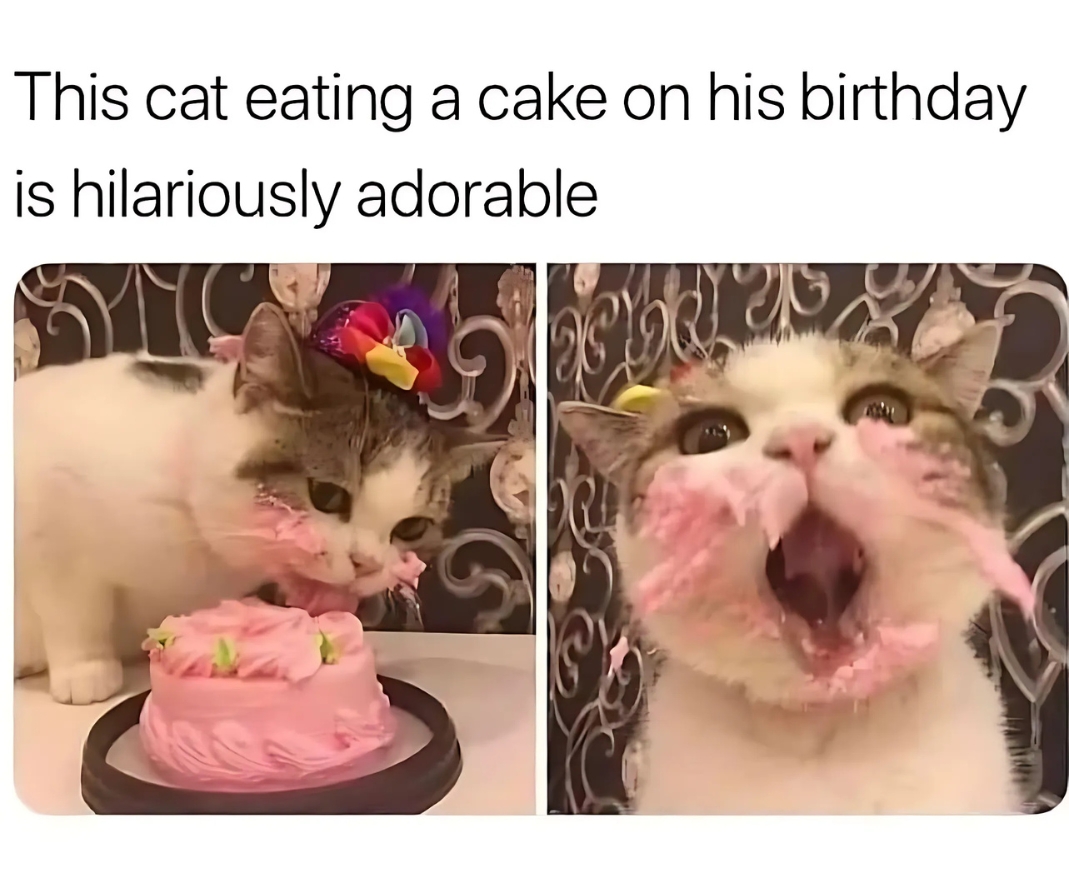 adorable cat